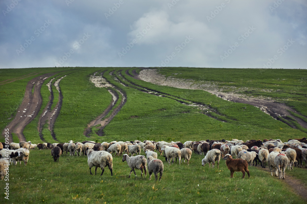 Fototapeta premium Flock of sheep grazes leisurely on a lush green hillside in the countryside. The cloudy sky looms above as tire tracks meander through the field, creating a picturesque rural landscape