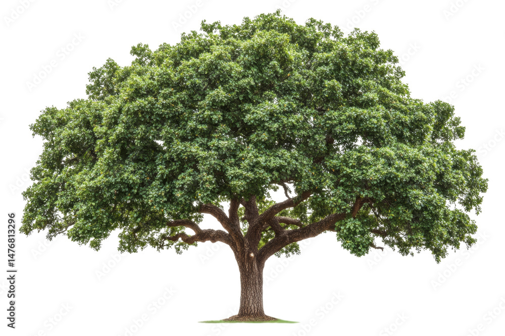 Obraz premium Majestic Tree in Lush Green Landscape . Transparent background PNG