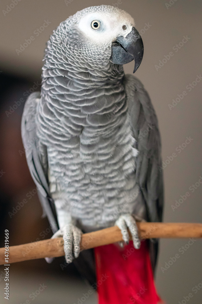 Obraz premium african parrot on a branch