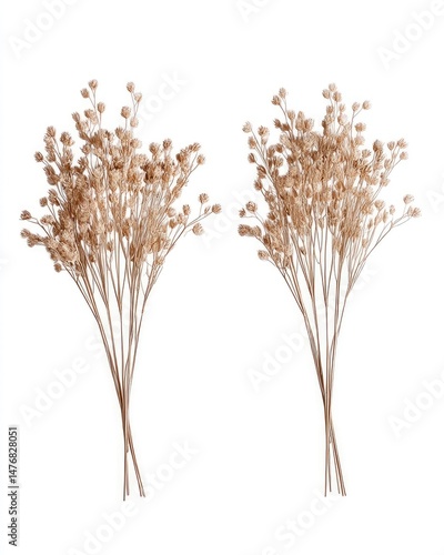 Two bunches of light beige dried flowers, featuring small, clustered blossoms atop thin stems