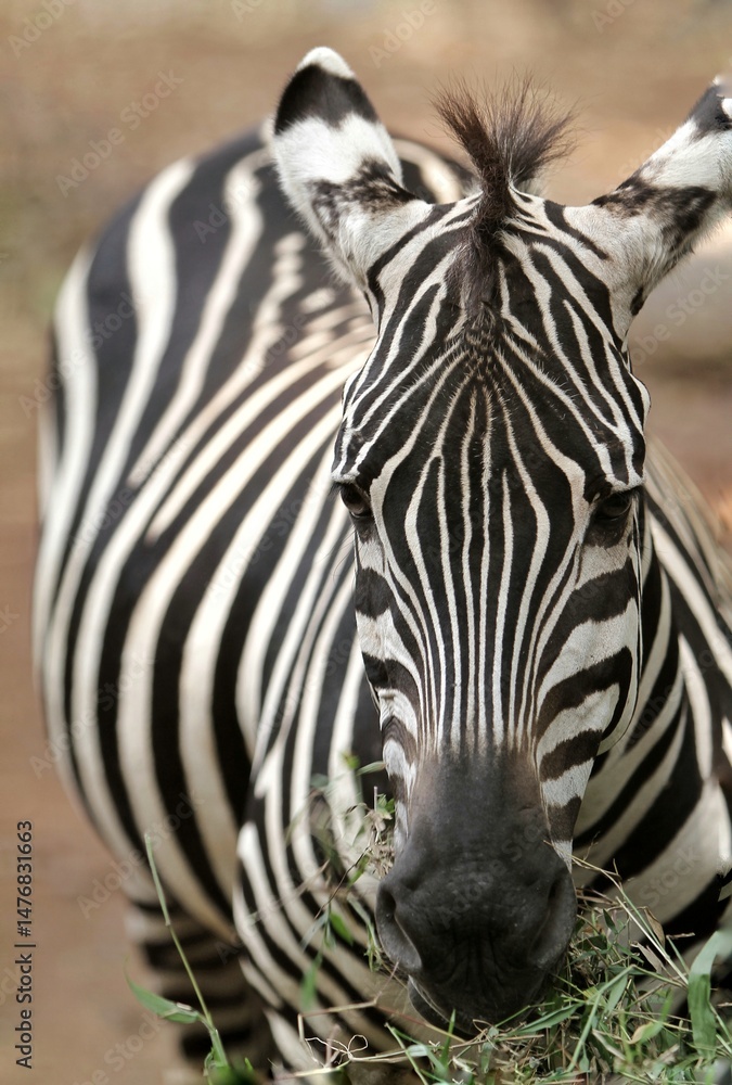 Naklejka premium closeup of zebra looking at camera