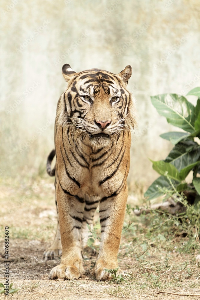 Obraz premium a sumatran tiger standing quietly on the ground