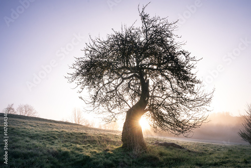 Alter Baum