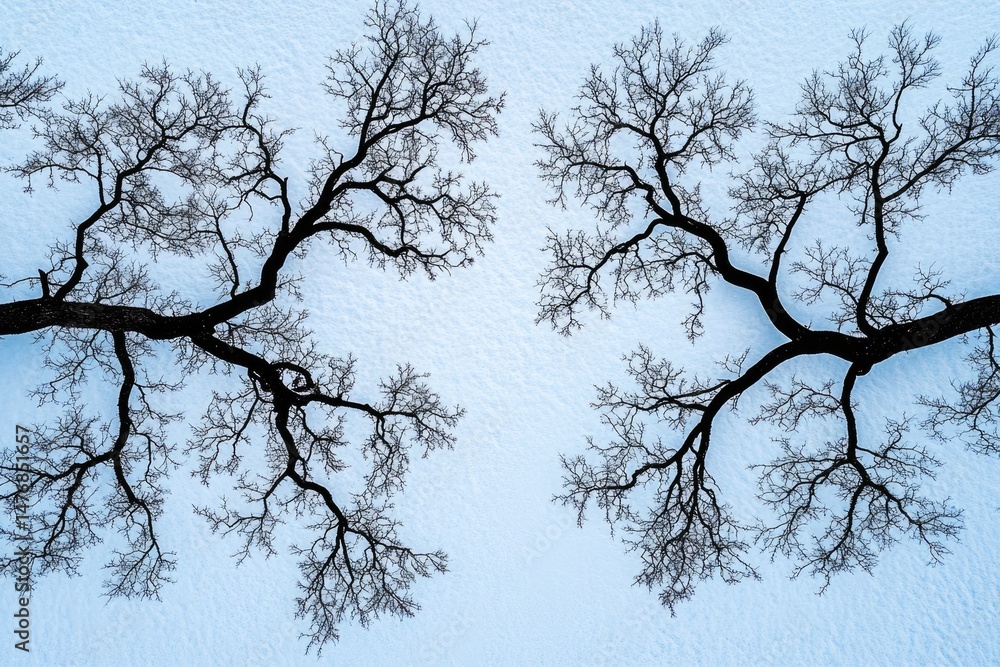 Obraz premium Bare winter trees against a light blue sky