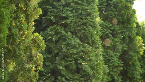 mosquito, insects, mosquitoes, insect, summer, green, heat, nature, green leaves, annoying midges, A swarm of midges