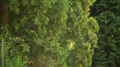 mosquito, insects, mosquitoes, insect, summer, green, heat, nature, green leaves, annoying midges, A swarm of midges