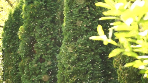 mosquito, insects, mosquitoes, insect, summer, green, heat, nature, green leaves, annoying midges, A swarm of midges