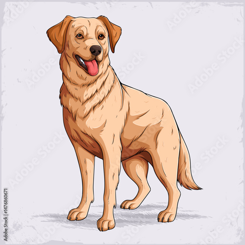Hand drawn Scottish dog breed golden Retriever standing, medium sized gentle and affectionate companion and working dog