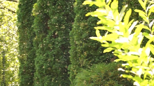 mosquito, insects, mosquitoes, insect, summer, green, heat, nature, green leaves, annoying midges, A swarm of midges