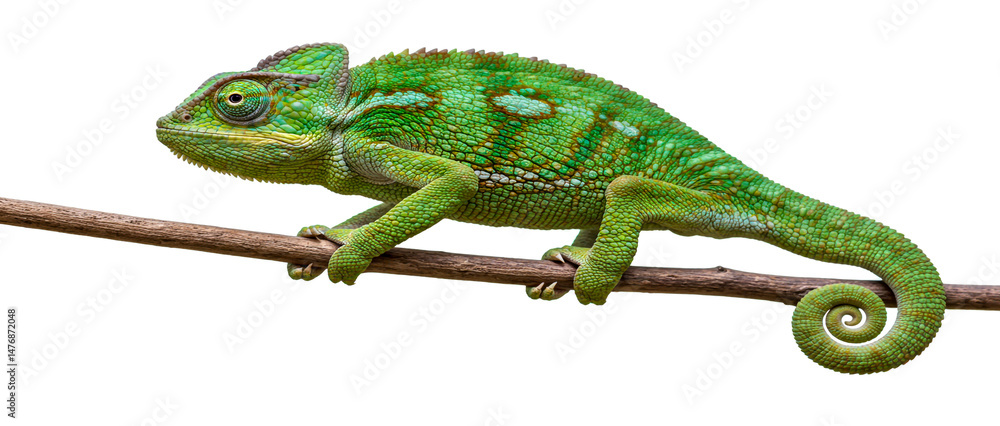Obraz premium Beautiful green chameleon perched on a wooden branch against a clean white background isolated