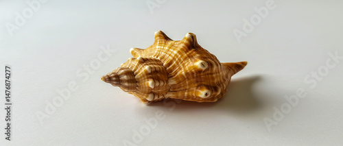 Detailed close up photograph of an interesting and well preserved sea shell resting on a white surface.