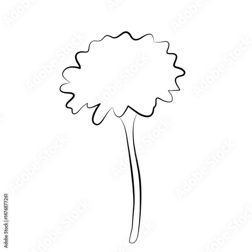 marigold flowers outline on isolated white background