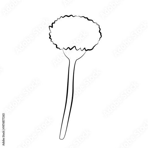 marigold flowers outline on isolated white background