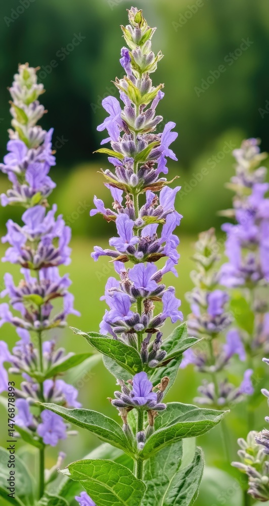 Obraz premium Purple flowers garden bloom closeup.