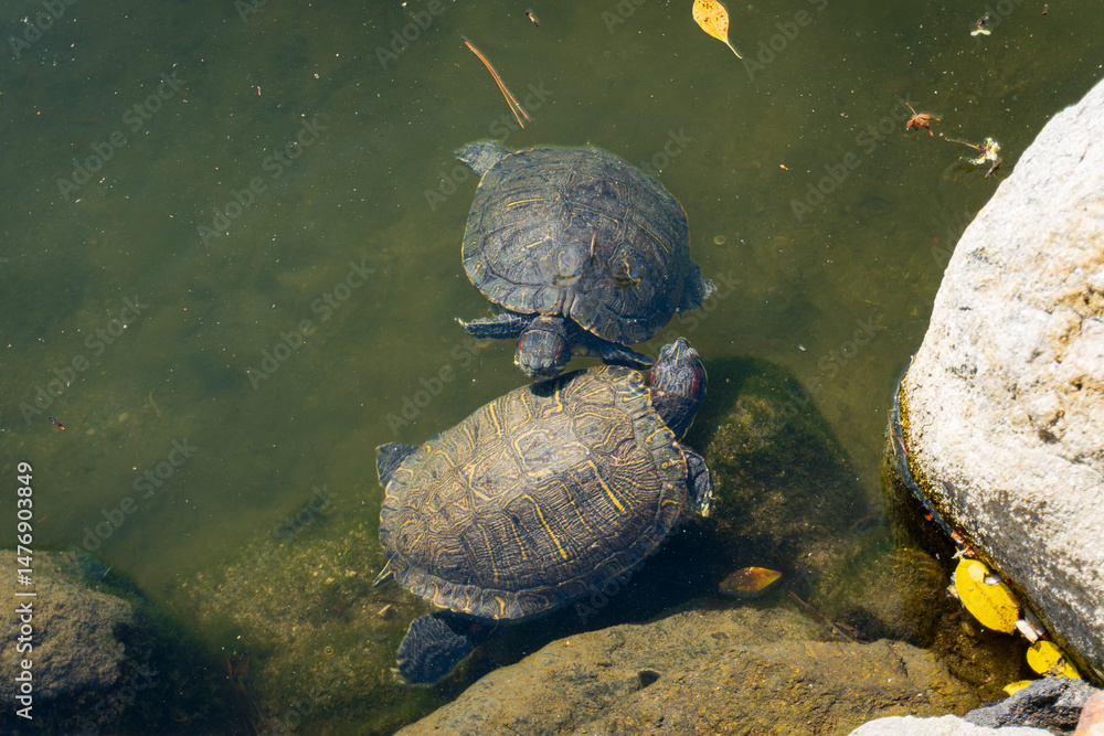 Obraz premium Two turtles are swimming slowly near a rock in a shallow pond with clear water and visible algae