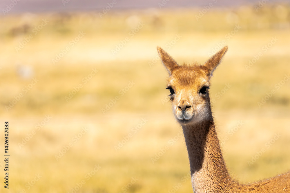 Vicuna in the Andean Highlands landscape of Argentina Vicuna in the Andean Highlands landscape of Argentina