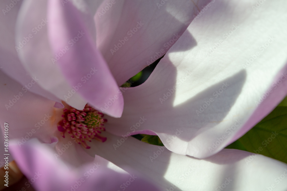 Obraz premium Close-Up of Magnolia Flower Blossom with Soft Petals. Selective focus