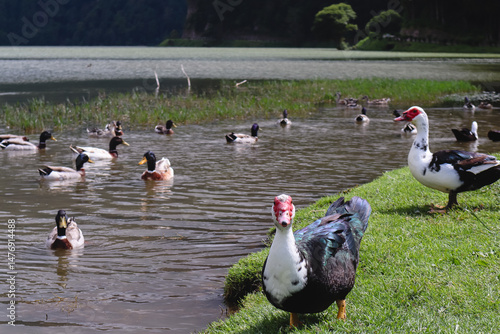 Explorar a ilha de São Miguel