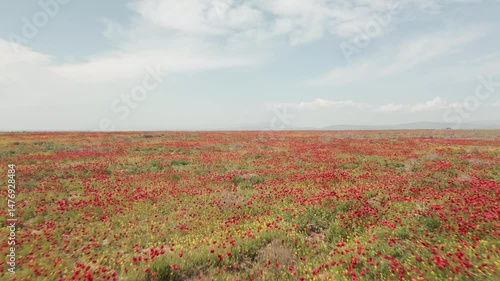 Aerial backwards Flight over field of red poppies midday in sunny spring day. Beautiful flowers and spring nature composition. poppy field aerial view, drone footage of a field of red blooming poppies