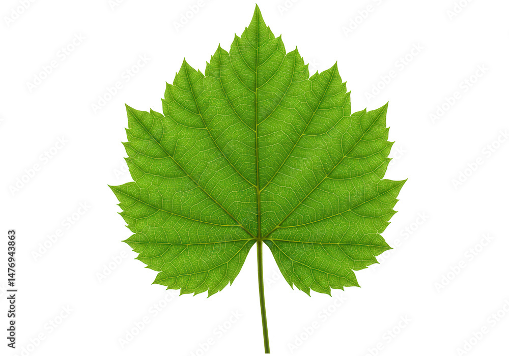 Fototapeta premium Green grape leaf isolated on transparent background