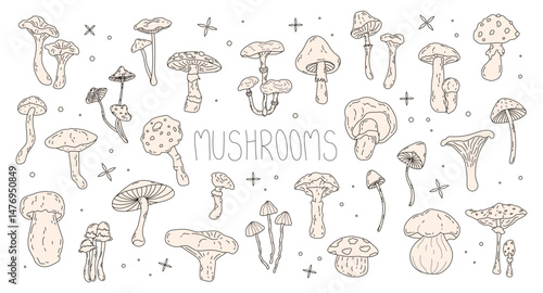 Vector set of various poisonous and edible mushrooms in doodle style. Seasonal hand-drawn mushrooms in line art style for design. Toadstool, fly agaric, chanterelle, boletus. Isolated stock graphics