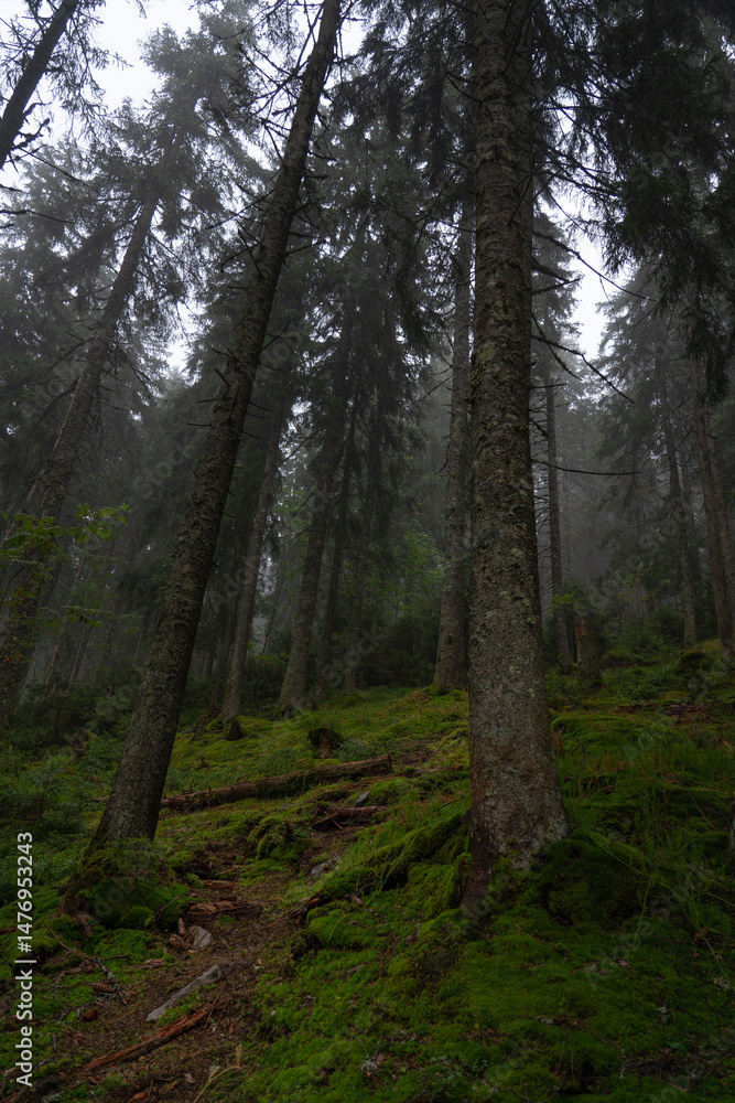 Obraz premium Misty forest landscape with tall pine trees and soft green foliage during a foggy morning in a tranquil environment. Hiking in Carpathian Mountains, Ukraine