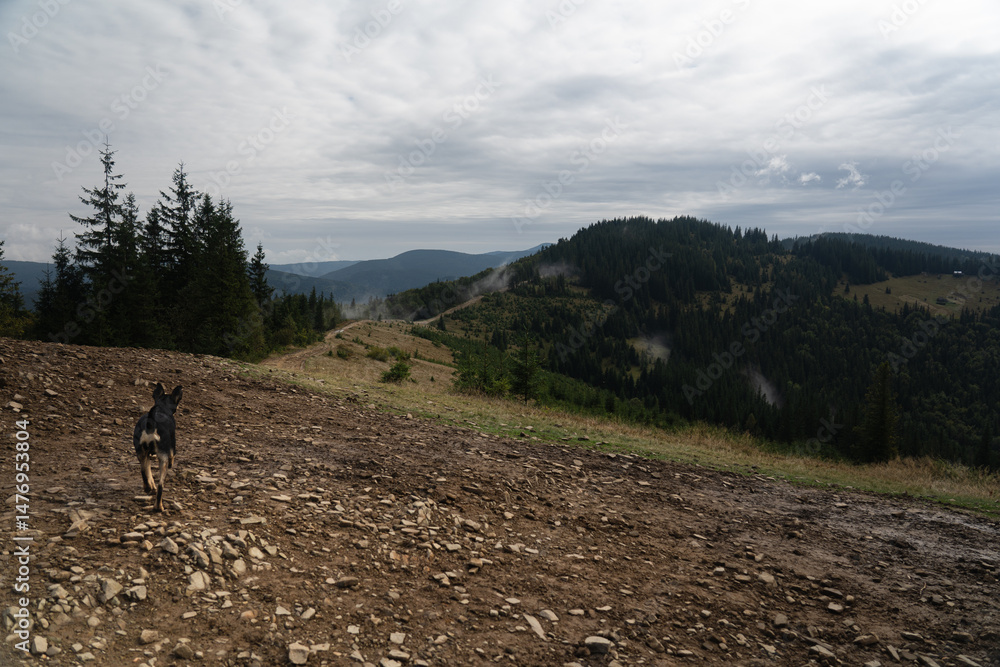 Fototapeta premium Dog explores a mountainous trail in a misty landscape during daytime adventure in nature. Hiking in Carpathian Mountains, Ukraine