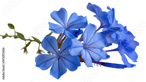 Plumbago (Cape Leadwort) Flower Isolated on Transparent Background

