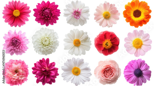 Various Beautiful Blooming Flowers Isolated on Transparent Background

