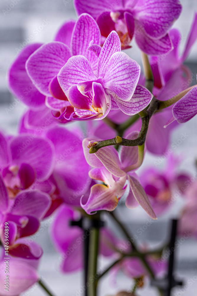 Obraz premium Floral concept. Orchid growing tips. Most commonly grown house plants. Orchids blossom close up. Orchid flower pink and yellow bloom. Phalaenopsis orchid.