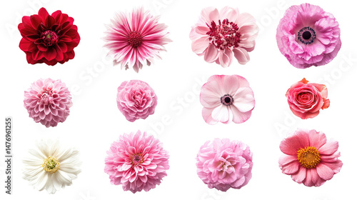 Various Beautiful Blooming Flowers Isolated on Transparent Background


