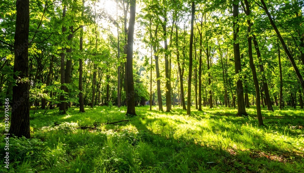 Obraz premium Sunlight Filtering Through Forest Trees