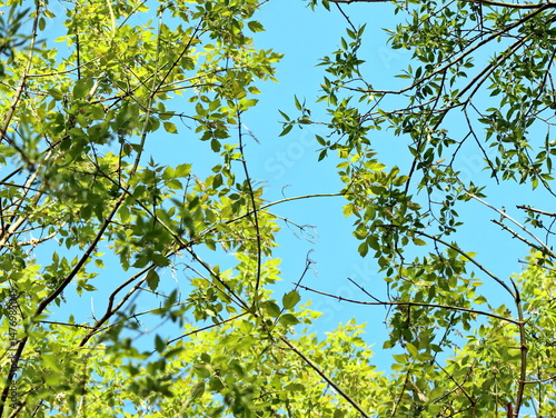 young spring tree branches with leaves against blue sky upward view framing the view of the sky