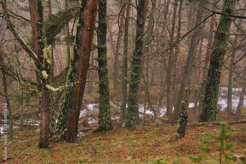 Fototapeta premium autumn in the woods