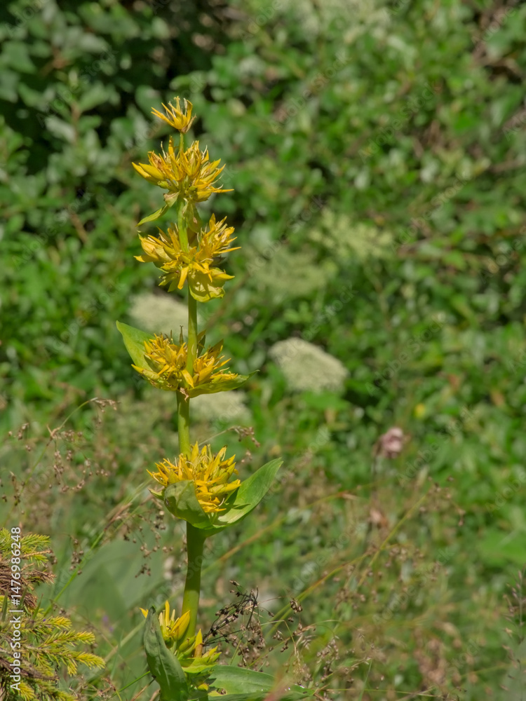 Great yellow gentian flowers in the mountains Great yellow gentian flowers in the mountains