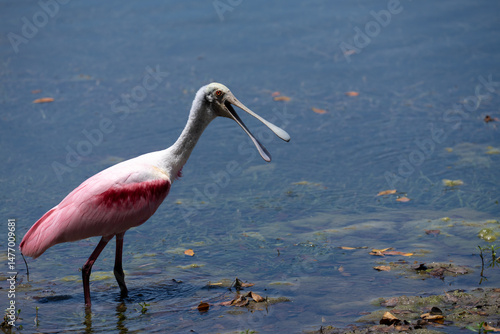 Spoonbill in lake
