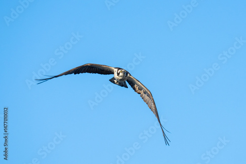 osprey in flight