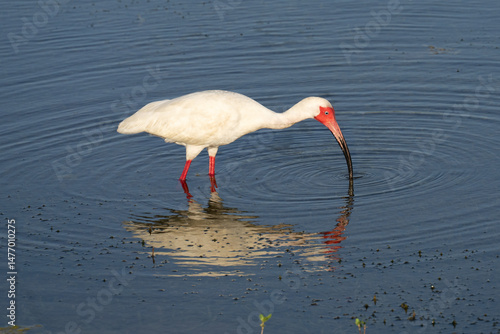 Ibis in the water