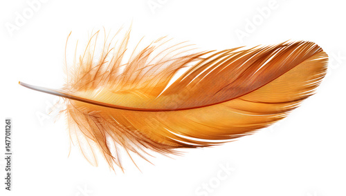 Photo of a brown feather on a white background ultra 1721125640 1
