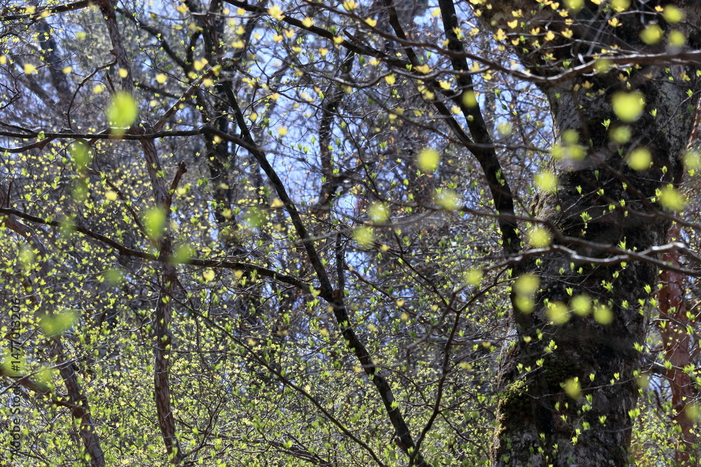 Fototapeta premium 若葉萌える （高知県 土佐町 稲叢山）