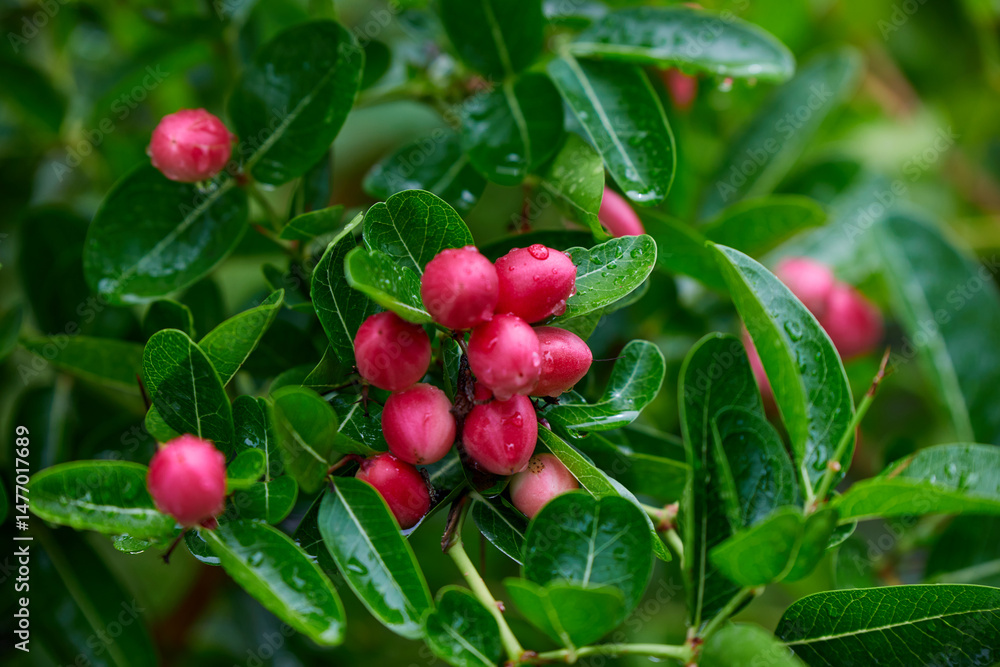 Obraz premium Close-up view of wet red Bengal-currants on branch