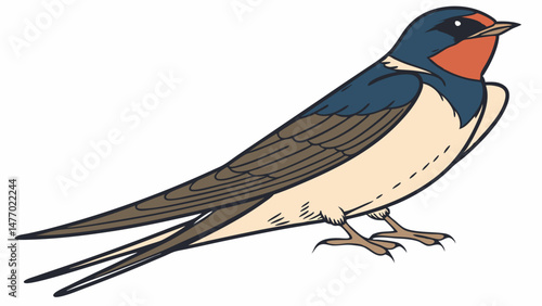 Colorful barn swallow, showcasing its distinctive features and vibrant plumage. This bird is known for its