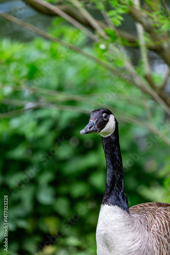 Canadian goose in a park
