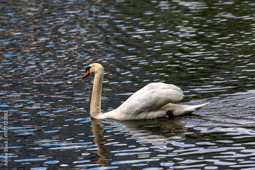 Obraz na płótnie White mute swan swimming in lake w salonie