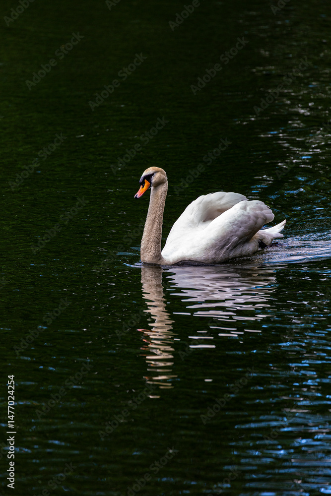 White mute swan swimming in lake