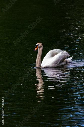 Obraz na płótnie White mute swan swimming in lake w salonie