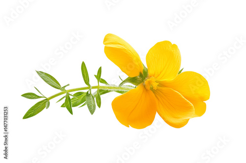 Wallpaper Mural Stunning Yellow Flower with Vibrant Petals . Transparent background PNG Torontodigital.ca