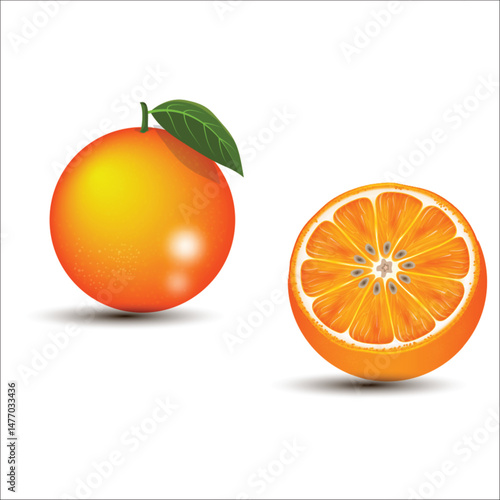 Vector orange fruits isolated images