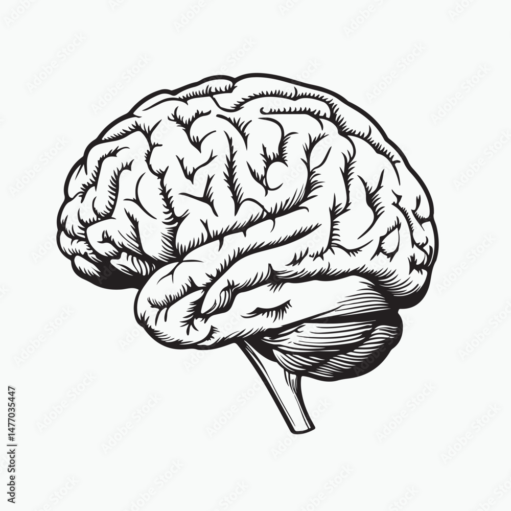 Fototapeta premium human brain vector