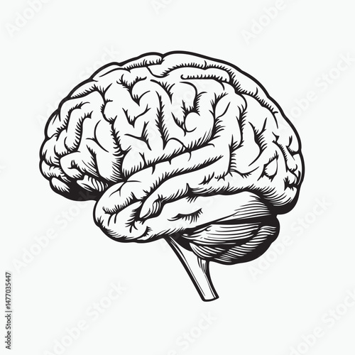 human brain vector